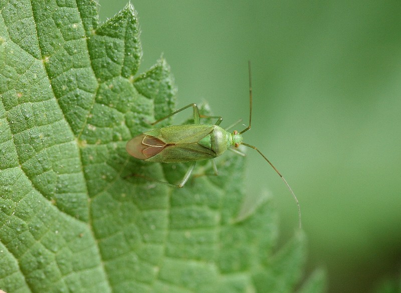 Calocoris alpestris?